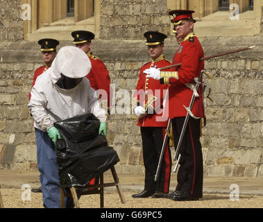 Un apicoltore rimuove uno sciame di api che si era attaccato ad una sedia messa da parte per dignitari, prima che la sua Maestà la Regina ispezionasse la Compagnia della Regina delle Guardie Grenadier, al Castello di Windsor. Foto Stock