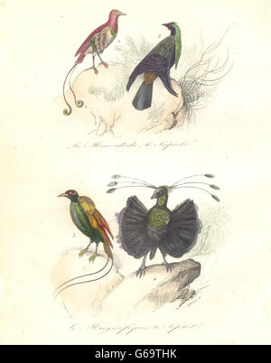 Uccelli: Re, superbo e variegata di uccello del paradiso; Sifilet. BUFFON, stampa 1841 Foto Stock