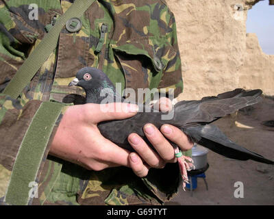 Il musicista Shaun Huntington, 23 anni, di Peterlee, Co Durham, con il piccione da corsa, soprannominato UnLucky, ha catturato un accampamento britannico nel sud dell'Iraq. L'uccello perso è stato avvistato perching sulle tende ad un accampamento dell'esercito. *... Ha un anello di metallo verde intorno alla sua gamba - che porta il numero 97.OWJan2319619 - ed è creduto per essere un piccione britannico da corsa che è andato male fuori rotta. L'uccello è stato rilasciato di nuovo, ma ora è un visitatore regolare alle tende intorno alla vasta accampamento.il campo è sede del 1 Close Support Medical Regiment, a cui Shaun è attaccato. Foto Stock