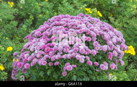 Disposizione del fiore nel giardino estivo. Foto Stock