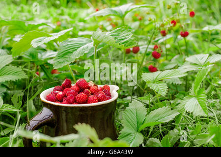 Il ripe fragole selvatiche che crescono su l'erba in ambiente naturale. Dono di natura nella brocca di argilla. Foto Stock