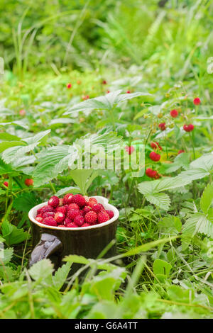 Il ripe fragole selvatiche che crescono su l'erba in ambiente naturale. Dono di natura nella brocca di argilla, vista da sopra Foto Stock