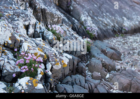 Mare parsimonia tra mare indossato torridon arenaria a Mellon Udrigle. Foto Stock