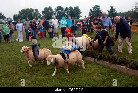 Corse di pecore al Philleigh Country Fare in Cornovaglia. Foto Stock