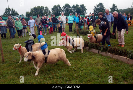 Corse di pecore al Philleigh Country Fare in Cornovaglia. Foto Stock