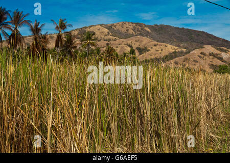 Paesaggio secco uno di isola tropicale, Flores Indonesia Foto Stock
