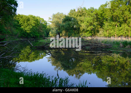 Oasi WWF Marchegg ( anche la natura riserva Marchauen Inferiore ) : floodplain di marzo, Marchegg, Austria, Niederösterreich, Foto Stock