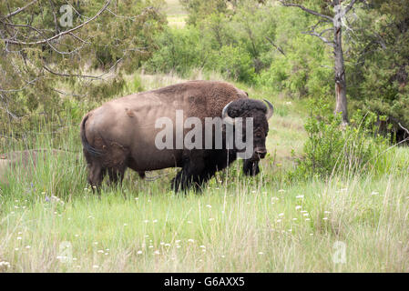 Bisonti americani (buffalo), la National Bison Range, Montana, USA Foto Stock