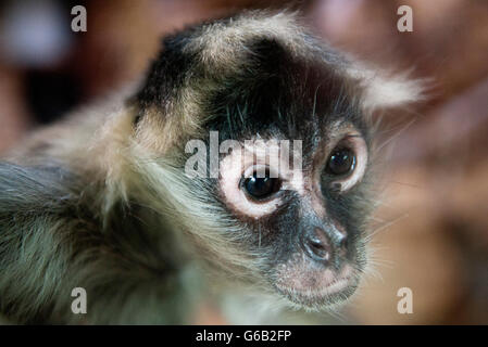 Nero-consegnato spider monkey (Aprimateteles geoffroyi) Foto Stock