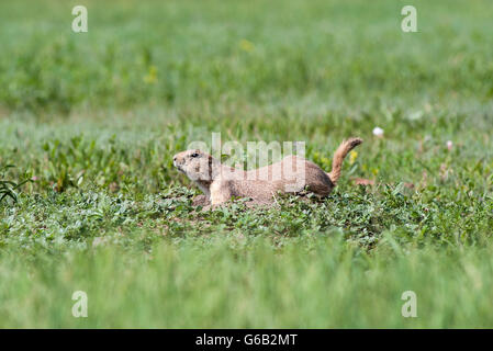 Cane di prateria Foto Stock