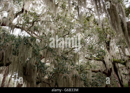 Muschio spagnolo appesi da alberi, Jekyll Island, GEORGIA, STATI UNITI D'AMERICA Foto Stock