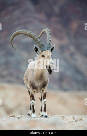 In pericolo di estinzione maschio dominante Ibex Nubiano Capra nubiana contro il terreno roccioso sfondo montagna Eilat Israel Foto Stock