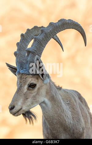 In via di estinzione maschio Ibex Nubiano Capra nubiana con grandi corna in piedi contro il terreno roccioso sfondo montagna Eilat Israel Foto Stock