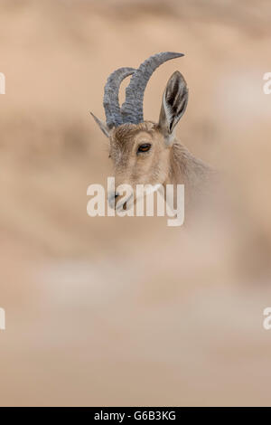 In via di estinzione femmina Ibex Nubiano Capra nubiana con il diffondersi di primo piano e di sfondo di montagna di Eilat Israel Foto Stock