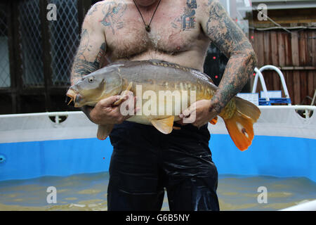 Heybridge, Essex REGNO UNITO. Il 23 giugno 2016. Heavy Rain ha portato le inondazioni per l'area di Maldon Essex. Molte strade sono inondate e proprietà sono a rischio. Heybridge resident Gary Jackson salvato questo enorme carp in alluvioni nella sua proprietà. Egli è mantenendolo al sicuro in una piscinetta per bambini fino a quando l'acqua prosciugata e poi rilasciarlo. Credito: David Johnson/Alamy Live News Foto Stock