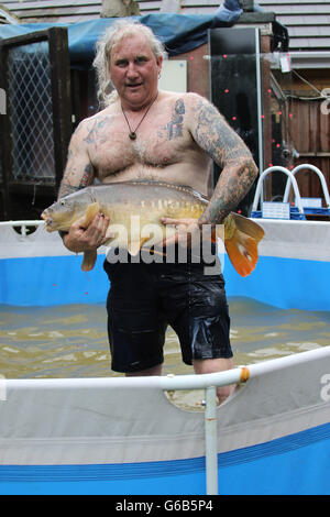 Heybridge, Essex REGNO UNITO. Il 23 giugno 2016. Heavy Rain ha portato le inondazioni per l'area di Maldon Essex. Molte strade sono inondate e proprietà sono a rischio. Heybridge resident Gary Jackson salvato questo enorme carp in alluvioni nella sua proprietà. Egli è mantenendolo al sicuro in una piscinetta per bambini fino a quando l'acqua prosciugata e poi rilasciarlo. Credito: David Johnson/Alamy Live News Foto Stock