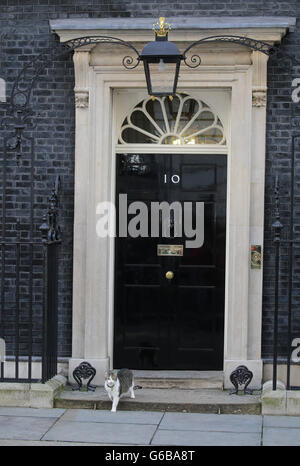 Londra, Gran Bretagna. Il 24 giugno 2016. Cat Larry chi abita al numero 10 di Downing Street visto a fianco del Primo Ministro britannico residence e uffici di Londra, Gran Bretagna, 24 giugno 2016. In un referendum il 23 giugno, i britannici hanno votato da un ristretto margine di lasciare l'Unione europea (UE). Foto: MICHAEL KAPPELER/dpa/Alamy Live News Foto Stock