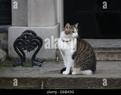 Londra, Gran Bretagna. Il 24 giugno 2016. Cat Larry chi abita al numero 10 di Downing Street si vede sulla soglia di casa del Primo Ministro britannico residence e uffici di Londra, Gran Bretagna, 24 giugno 2016. In un referendum il 23 giugno, i britannici hanno votato da un ristretto margine di lasciare l'Unione europea (UE). Foto: MICHAEL KAPPELER/dpa/Alamy Live News Foto Stock