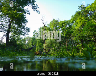 Oasi WWF Marchegg ( anche la natura riserva Marchauen Inferiore ) : floodplain di marzo, Marchegg, Austria, Niederösterreich, Foto Stock