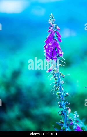 Un foxglove - digitalis - cresce sulle verdi colline di Herefordshire tra le boccole. Foto Stock