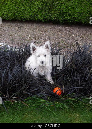 Westie in black grass Foto Stock