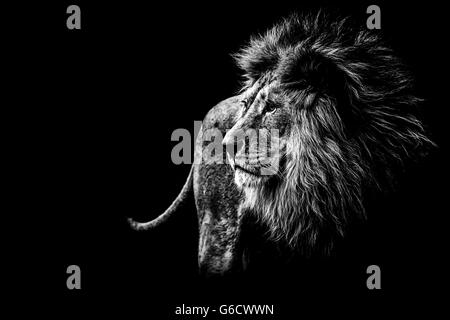 Lion in bianco e nero Foto Stock