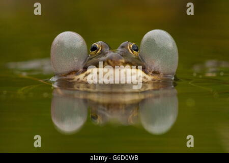 Piscina rana gracchia, Germania / (Pelophylax lessonae) Foto Stock