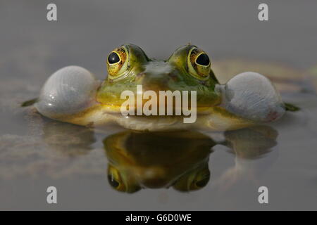 Piscina rana gracchia, Germania / (Pelophylax lessonae) Foto Stock