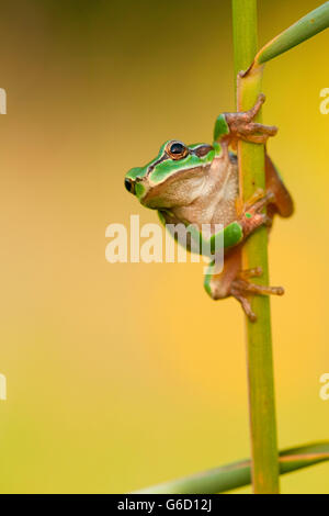 Raganella, Germania / (Hyla arborea) Foto Stock