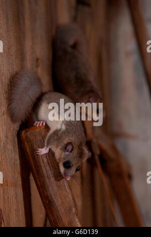 Moscardino commestibili / (Glis glis) Foto Stock