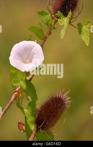 Campo centinodia, su wild teasel, Germania / (Convolvulus arvense), (Dipsacus fullonum) Foto Stock