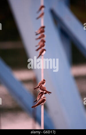 Sabbia Martins, sul cavo di acciaio, Germania / (Riparia Riparia) Foto Stock