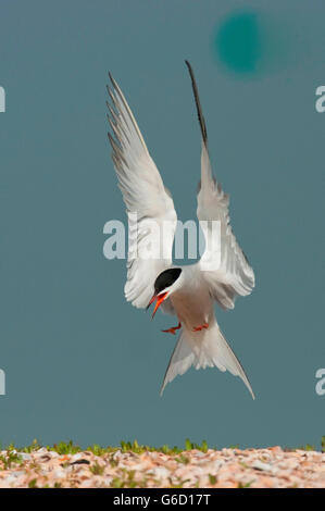 Common Tern, Texel, Paesi Bassi / (Sterna hirundo) Foto Stock