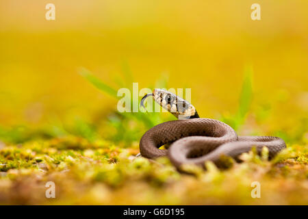 Biscia, giovane, Germania / (Natrix natrix) Foto Stock