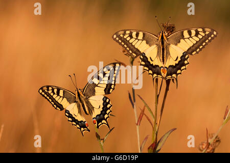 Il vecchio mondo a coda di rondine, Germania / (Papilio machaon) Foto Stock