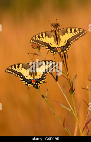 Il vecchio mondo a coda di rondine, Germania / (Papilio machaon) Foto Stock