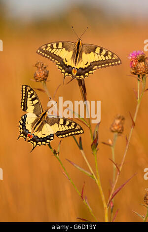 Il vecchio mondo a coda di rondine, Germania / (Papilio machaon) Foto Stock