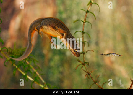 Newt liscia, femmina, acqua beetle ninfa, Germania / (Lissotriton vulgaris) Foto Stock