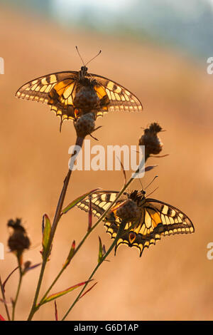 Il vecchio mondo a coda di rondine, Germania / (Papilio machaon) Foto Stock