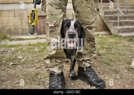 Il cane da lavoro militare Quin si allontana tra le gambe dei suoi manieri mentre si interrompe l'allenamento sul campo di addestramento militare Wiltshire di Salisbury Plain, mentre la settima Brigata blindata si prepara a schierarsi in Afghanistan con l'operazione Herrick 19. Foto Stock