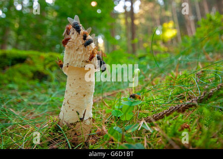 Stinkhorn comune, mosche, Germania / (Phallus impudicus) Foto Stock