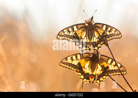 Il vecchio mondo a coda di rondine, Germania / (Papilio machaon) Foto Stock