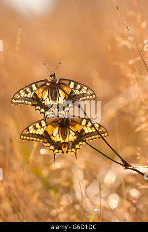 Il vecchio mondo a coda di rondine, Germania / (Papilio machaon) Foto Stock