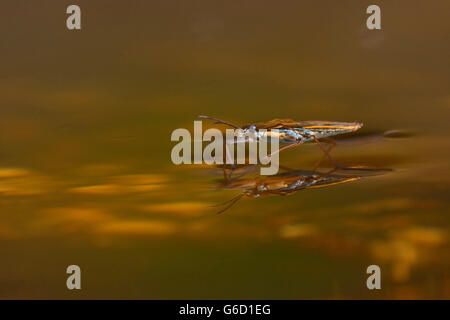 Stagno comune skater, Germania / (Gerris lacustris) Foto Stock