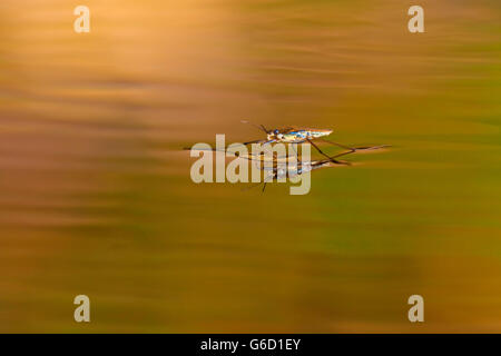 Stagno comune skater, Germania / (Gerris lacustris) Foto Stock