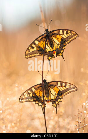 Il vecchio mondo a coda di rondine, due, Germania / (Papilio machaon) Foto Stock