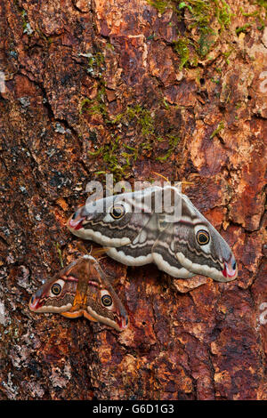 Piccolo Imperatore Moth, giovane, maschile, femminile, Germania / (Saturnia pavonia) Foto Stock