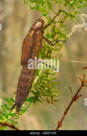 Southern hawker, larva, sotto l'acqua, Germania / (Aeshna cyanea) Foto Stock