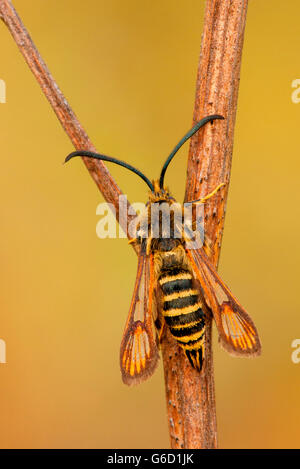 Sei-belted Clearwing, Germania / (Bembecia ichneumoniformis) Foto Stock