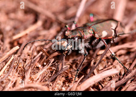 Dune del nord tiger beetle, Germania / (Cicindela hybrida) Foto Stock